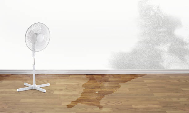 Best Water damage restoration process  in St Joseph, MI